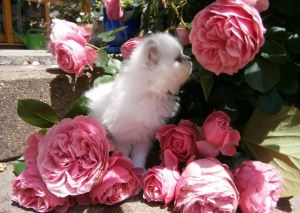 kleine Katze im Rosenblütenmeer